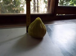 DSCF1366.JPG
