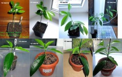 Сравнение 4-х приростов.jpg (259.11 КБ) 5692 просмотра Сравнение 4-х приростов.jpg