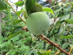 IMG_4224.JPG