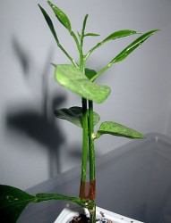 IMG_6300.JPG