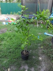 SAM_9368.JPG (134.59 КБ) 7865 просмотров SAM_9368.JPG