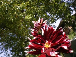 IMGP0917.JPG