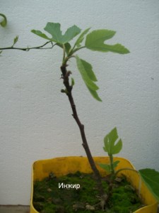 100_2226.JPG