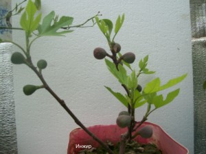 100_2225.JPG