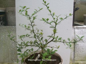 100_2238.JPG