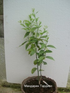 100_2247.JPG