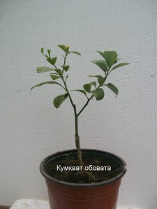 100_2251.JPG