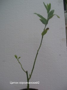 100_2249.JPG