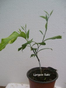 100_2250.JPG
