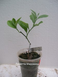 100_2279.JPG
