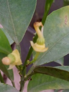IMG_20130106_052256.jpg