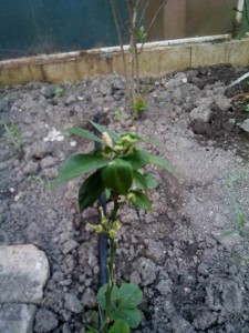 IMG_20130106_054604.jpg