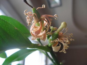 IMG_1987.jpg