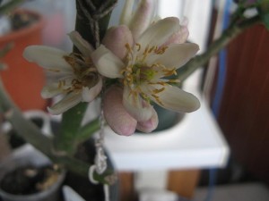 IMG_1990.jpg