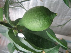 IMG_1993.jpg
