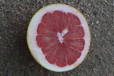 Star_Ruby_IMG_9855.jpg