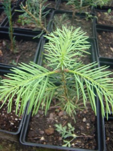 pihta glauca.jpg