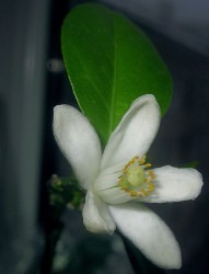 IMG_7393.JPG