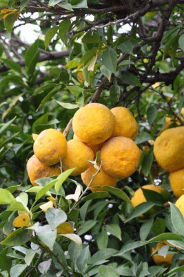 Yuzu_IMG_2658.jpg