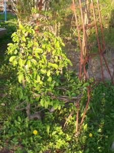 100_2440.JPG