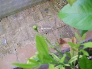 100_2408.JPG