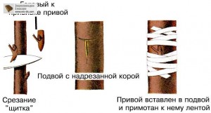 Sem-shagov-k-udachnoy-privivke.jpg