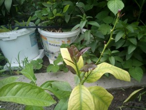 IMG_20150512_150150.jpg