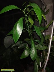 IMG750x1000.jpg