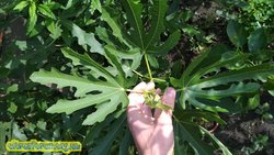 IMG_20190804_092317.jpg