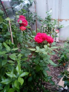 IMG_20150524_194242.jpg