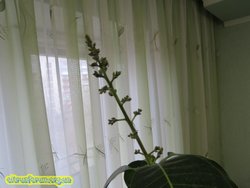 IMG_8035.JPG