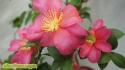 DSC08207.jpg