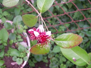 100_2581.JPG