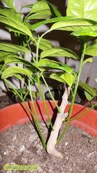 2.JPG (15.25 КБ) 7525 просмотров 2.JPG