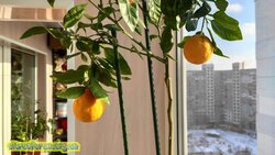 IMG_20210117_121917.jpg