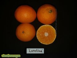 Loretina clem.jpg