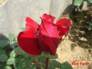 Red Paris.JPG