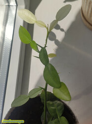 IMG_20220508_151734.jpg (293.38 КБ) 8040 просмотров IMG_20220508_151734.jpg