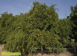 X639CleopatramandarinxtrifoliatehybridCRC3957001.jpg