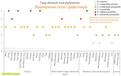 Відмирання гілок і дефоліація.jpg (9.97 КБ) 10786 просмотров Відмирання гілок і дефоліація.jpg
