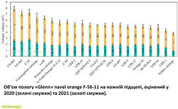 Об’єм пологу «Glenn» navel orange F-56-11 на кожній підщепі, оцінений у 2020 (зелені смужки) та 2021 (коричневі смужки)..jpg (486.87 КБ) 5444 просмотра Об’єм пологу «Glenn» navel orange F-56-11 на кожній підщепі, оцінений у 2020 (зелені смужки) та 2021 (коричневі смужки)..jpg