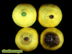 Alternaria_citri13.jpg (13.7 КБ) 11478 просмотров Alternaria_citri13.jpg