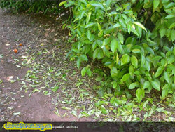 Сильна дефоліація, викликана інфекціями альтернаріозу alternata.jpg (27.04 КБ) 9622 просмотра Сильна дефоліація, викликана інфекціями альтернаріозу alternata.jpg