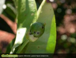 Молоді плоди танжело Minneola, уражені бурою пламистістю.jpg (12.45 КБ) 8435 просмотров Молоді плоди танжело Minneola, уражені бурою пламистістю.jpg