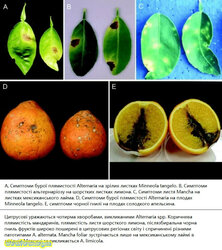 A-Symptoms-of-Alternaria-brown-spot-on-mature-Minneola-tangelo-leaves-B-Alternaria.jpg (21.89 КБ) 11479 просмотров A-Symptoms-of-Alternaria-brown-spot-on-mature-Minneola-tangelo-leaves-B-Alternaria.jpg
