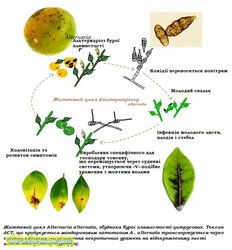 Життєвий цикл Альтерноріозу.jpg (17.84 КБ) 8427 просмотров Життєвий цикл Альтерноріозу.jpg