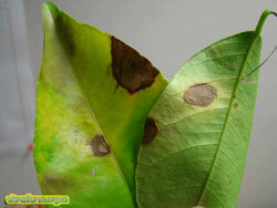 04Alternaria.jpg (12.4 КБ) 9607 просмотров 04Alternaria.jpg