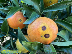 ALTEAC_13618.jpg (23.95 КБ) 9601 просмотр ALTEAC_13618.jpg