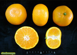 Belabela mandarin.jpg