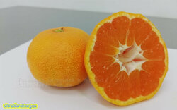 Chahara.jpg (9.38 КБ) 7264 просмотра Chahara.jpg